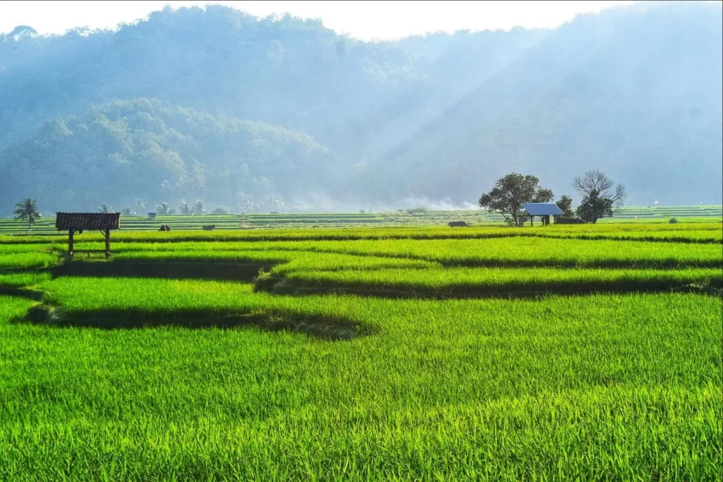 Yeşil Devrim - Prof. Dr. Norman E. Borlaug'un Yeşil Devrim Hakkındaki Görüşleri