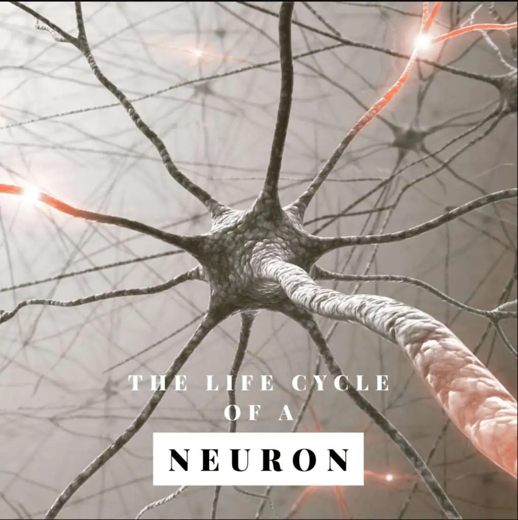Beyin Hücresi Nöron